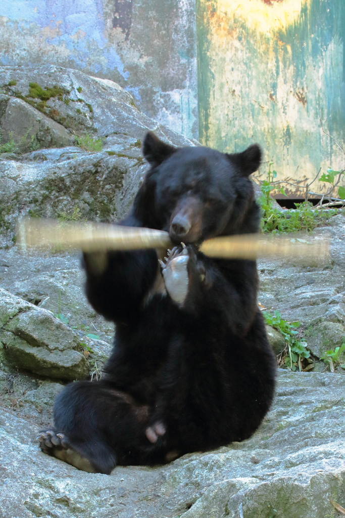 安佐動物園 熊 高速棒回し