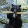 安佐動物園 熊 高速棒回し