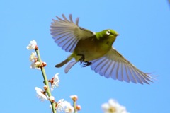 めじろ