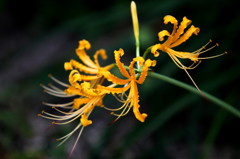 黄色い曼珠沙華