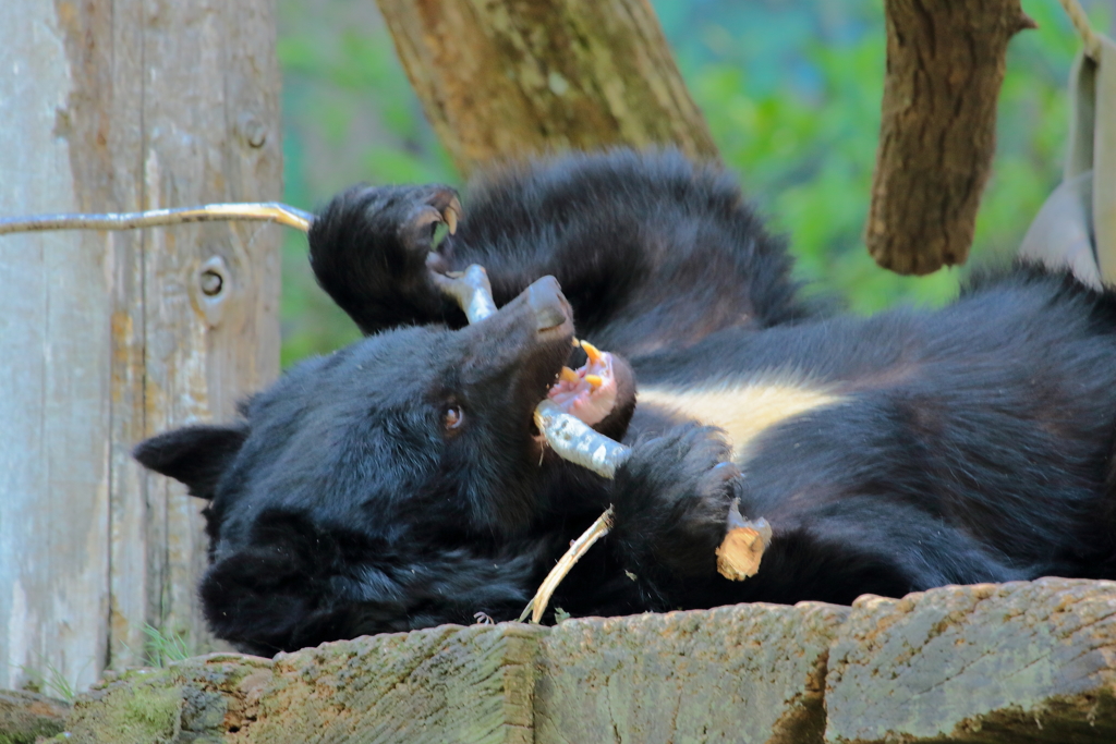 久しぶりに安佐動物園