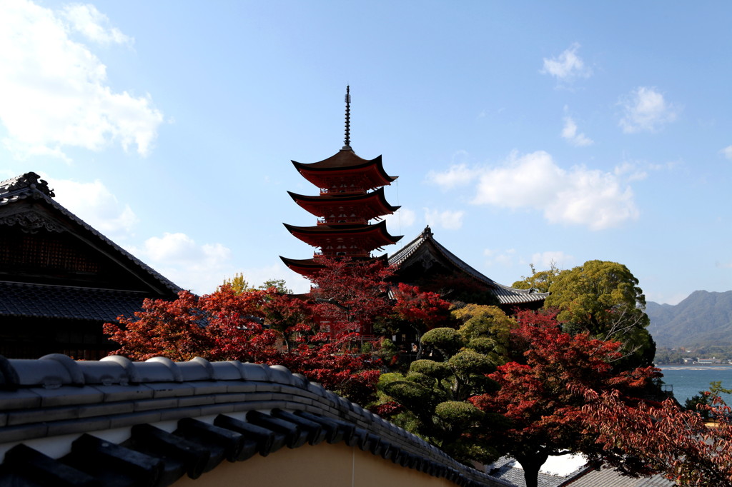 紅葉を愛でる