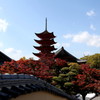 紅葉を愛でる