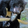 安佐動物園 熊 高速棒回し