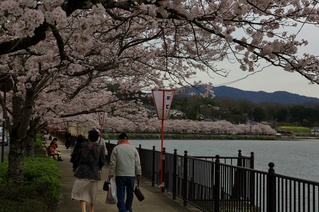 庄原上野公園の桜