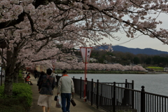 庄原上野公園の桜