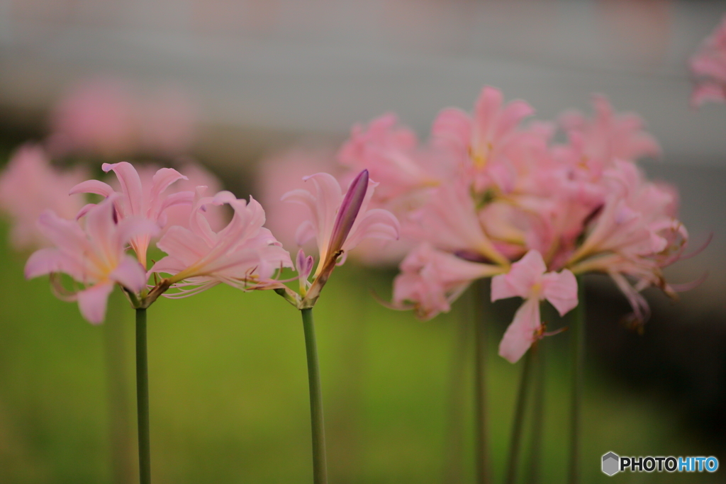 曼珠沙華