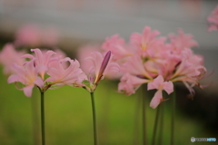 曼珠沙華