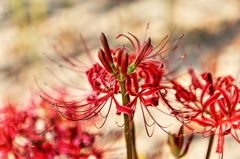 曼珠沙華