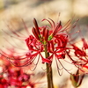 曼珠沙華