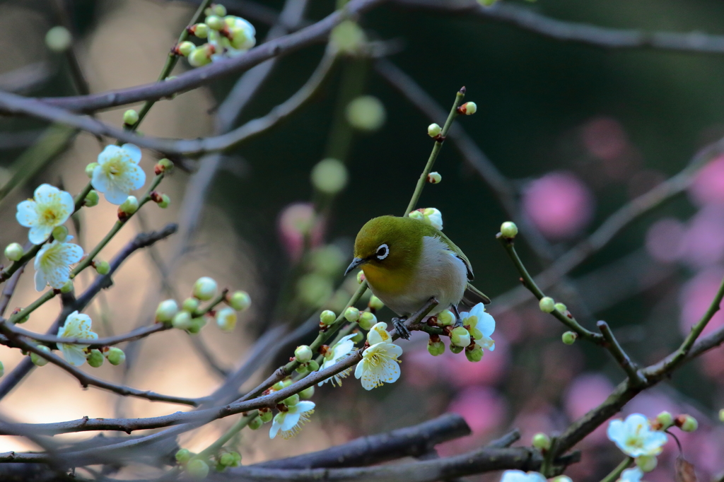 春の訪れ