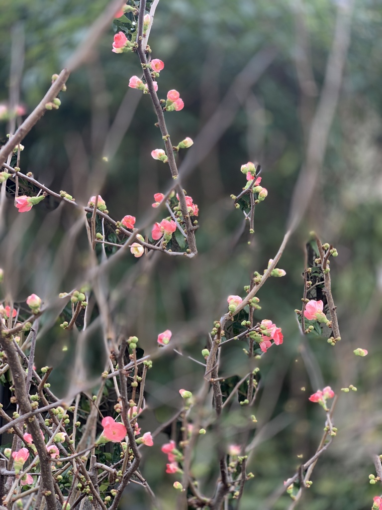 寒木瓜の花