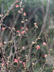 寒木瓜の花