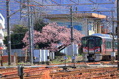 海田市駅河津櫻