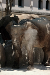 久しぶりに安佐動物園