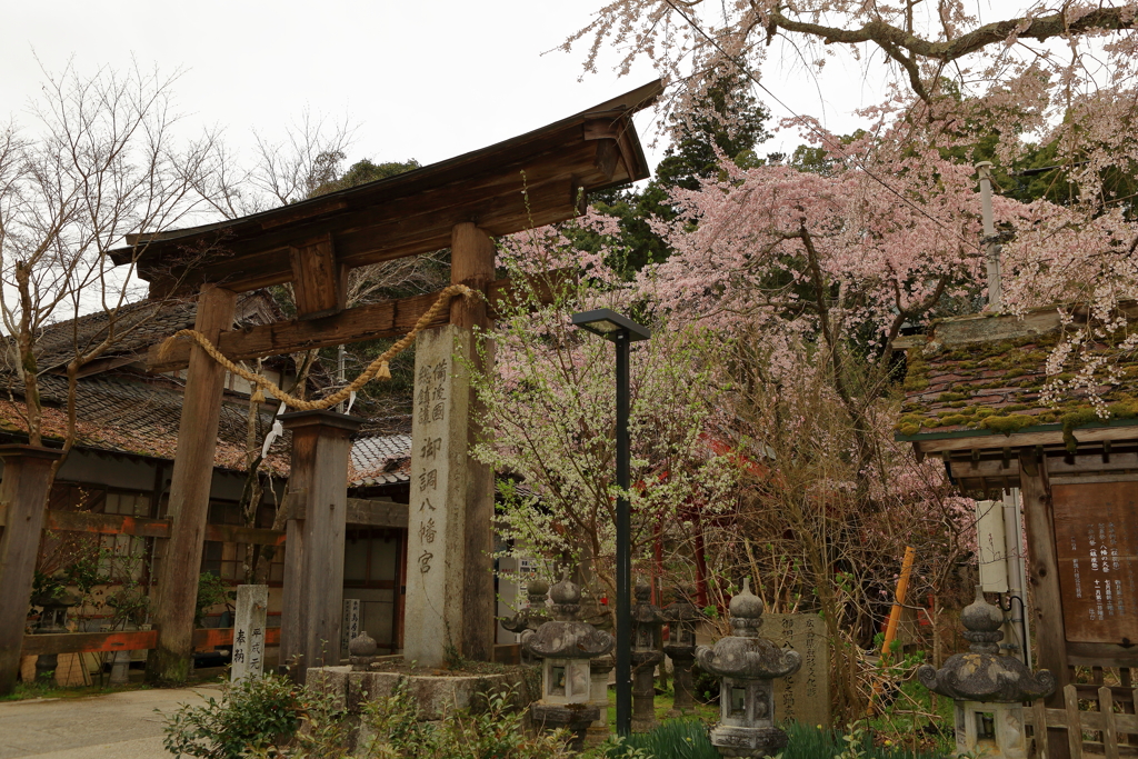 御調八幡宮の桜