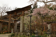 御調八幡宮の桜