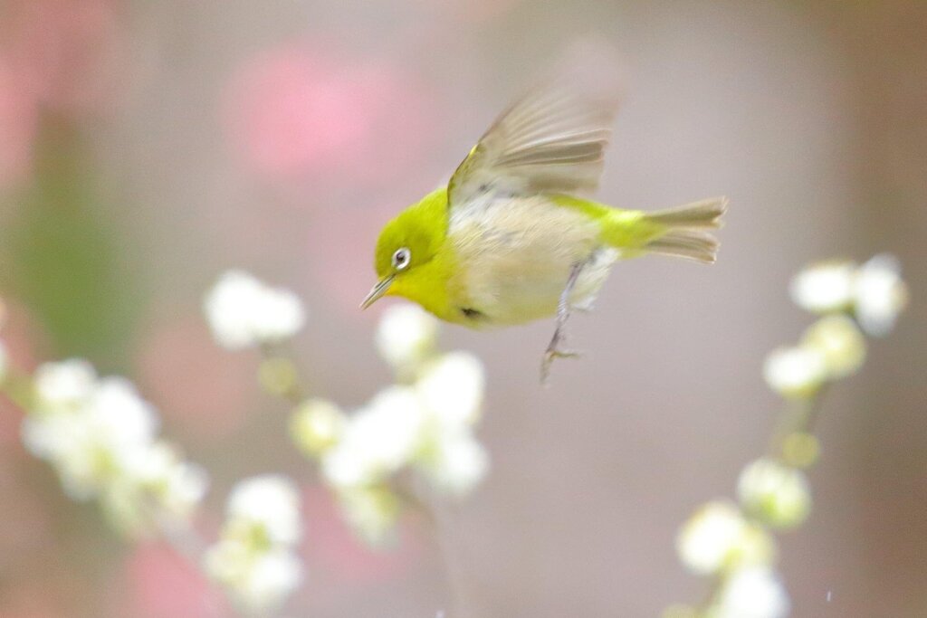 めじろ