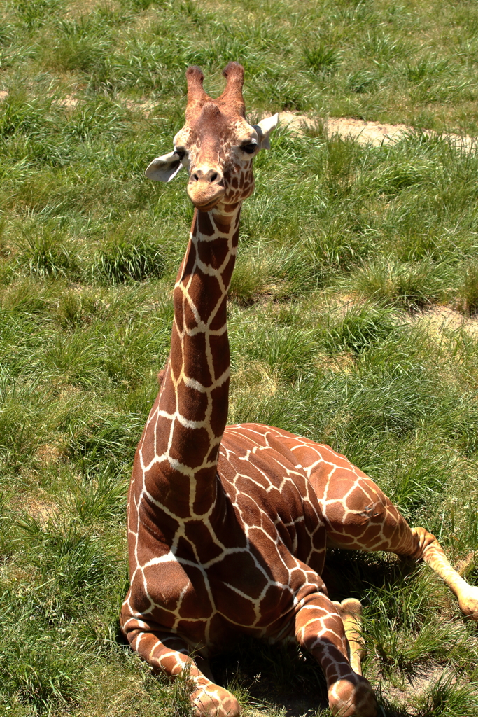 久しぶりに安佐動物園
