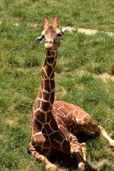 久しぶりに安佐動物園