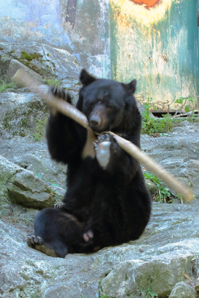 安佐動物園 熊 高速棒回し