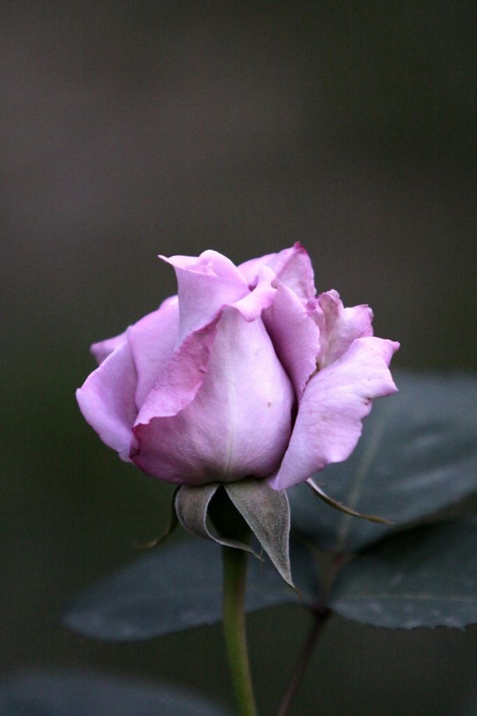 薔薇