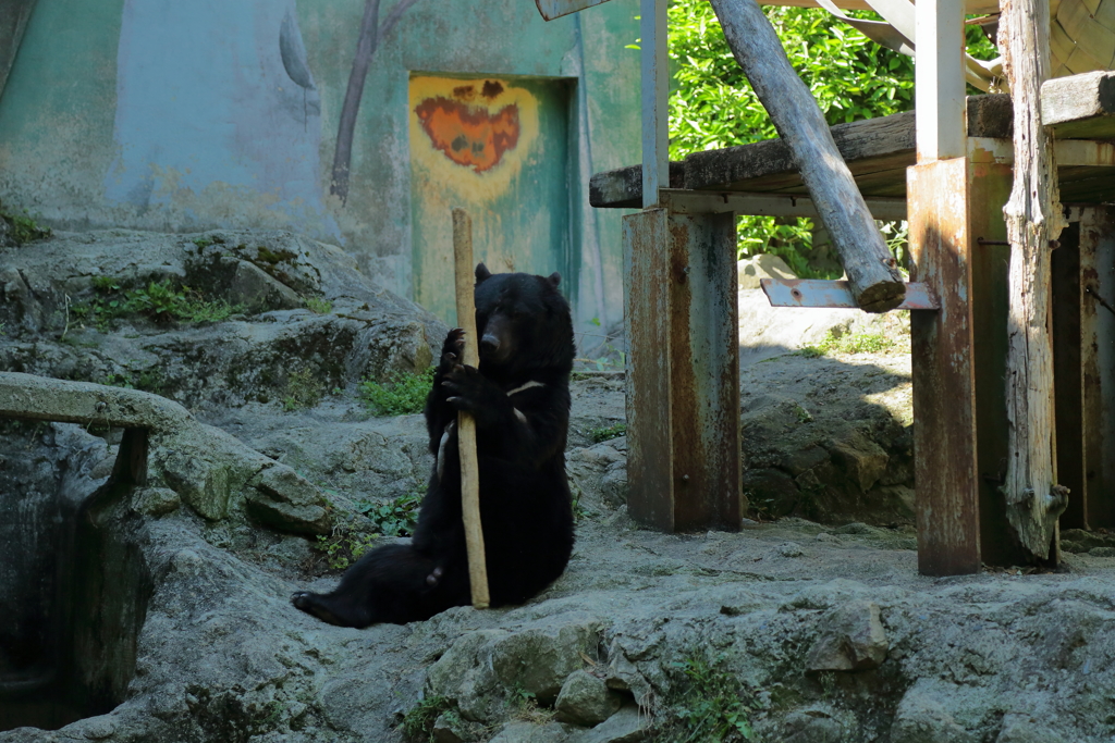 安佐動物園 熊 高速棒回し