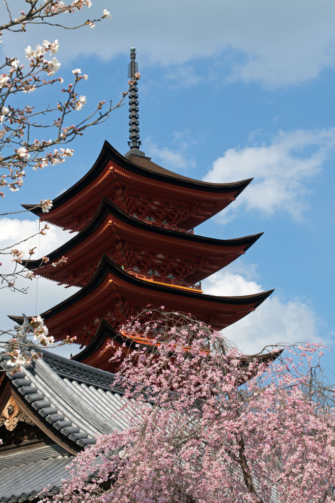 咲き始めた厳島の桜