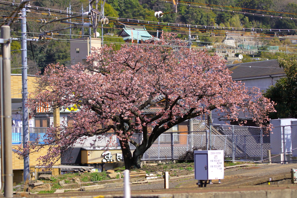 海田市駅河津櫻