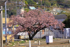 海田市駅河津櫻