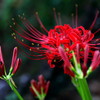 曼珠沙華
