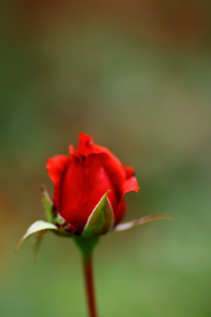 薔薇
