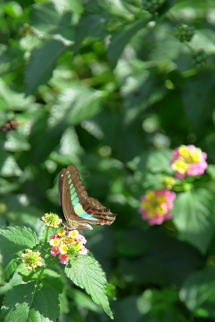 アオスジアゲハ