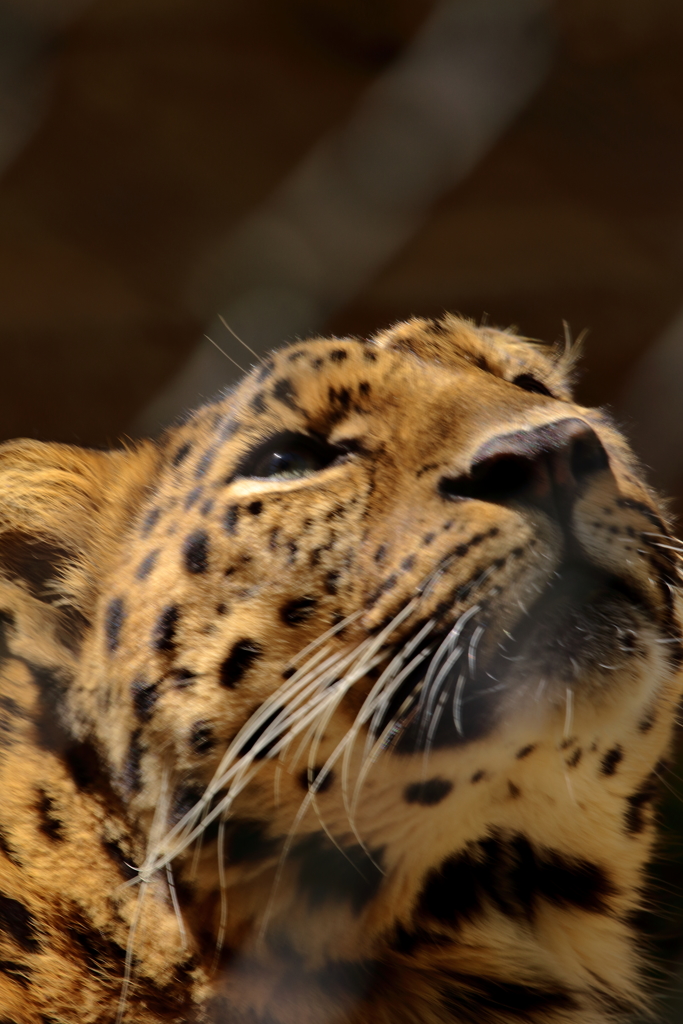 久しぶりに安佐動物園