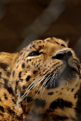 久しぶりに安佐動物園