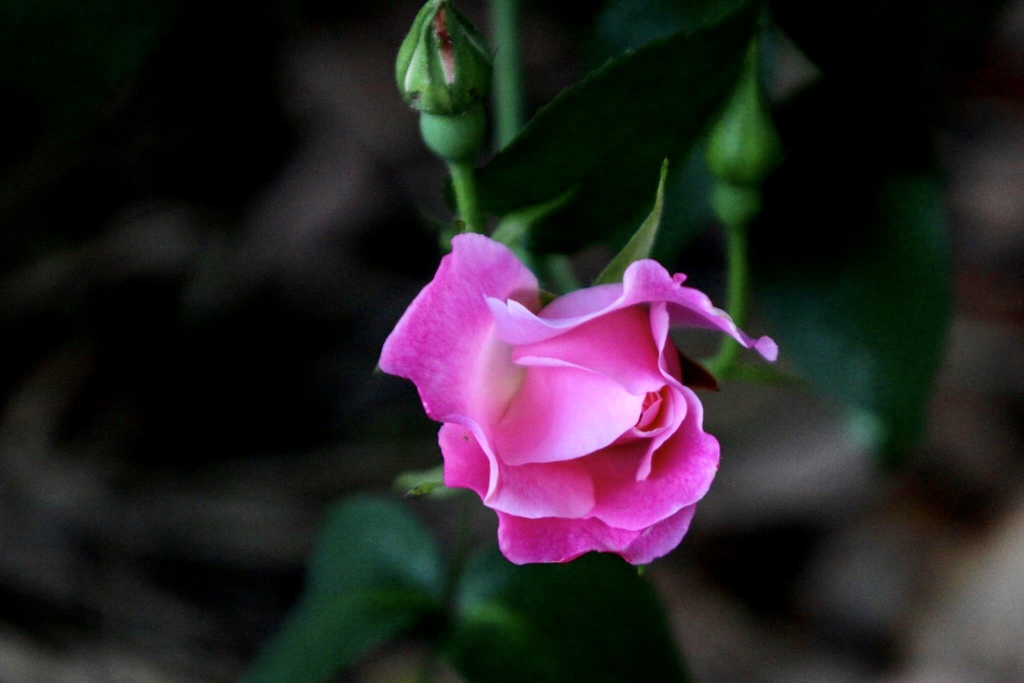 薔薇