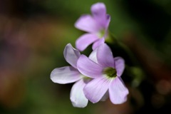 路地の片隅に咲いた花