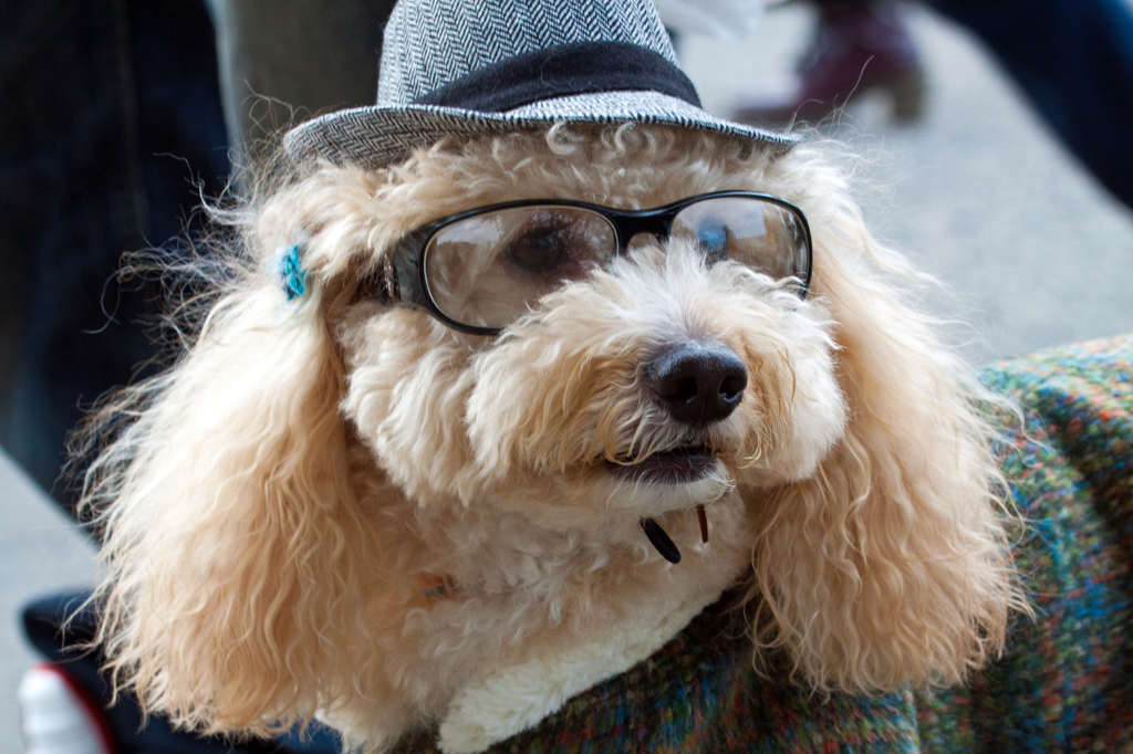 吾輩は犬である