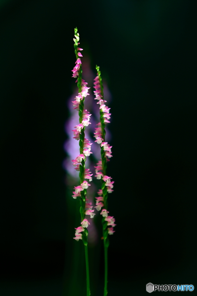 ネジバナ(捩花)