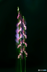 ネジバナ(捩花)