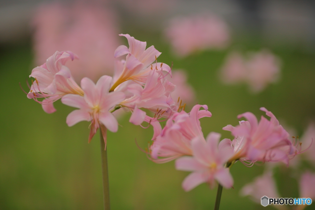 曼珠沙華