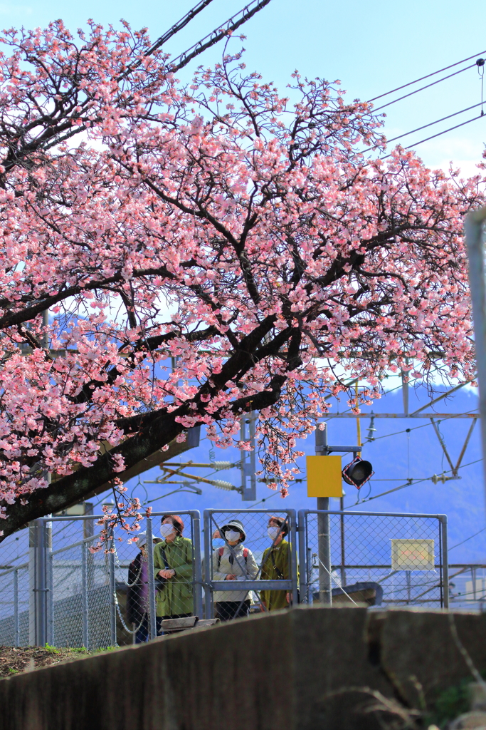 海田市駅河津櫻