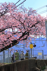 海田市駅河津櫻