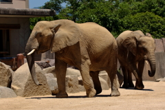 久しぶりに安佐動物園