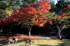 紅葉の森を散策