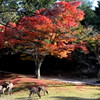 紅葉の森を散策