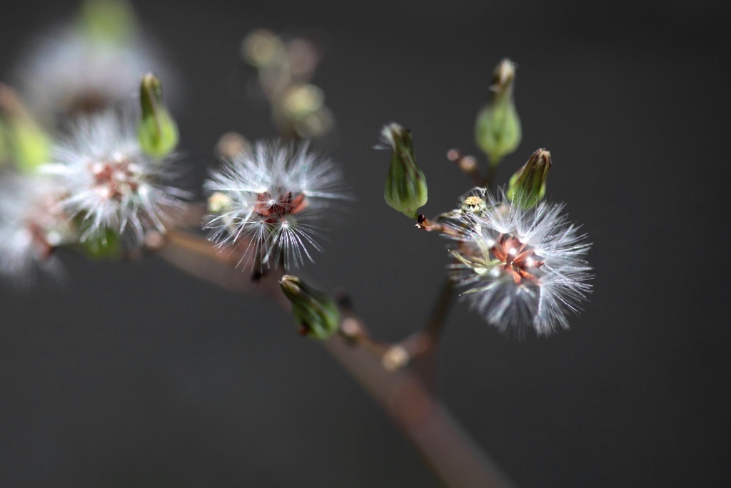 路地の片隅に咲いた花