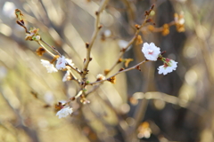河辺に咲いた桜