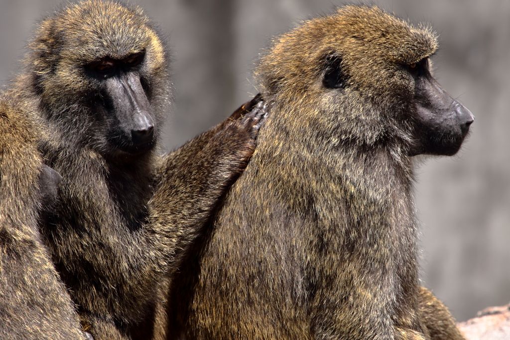 久しぶりに安佐動物園