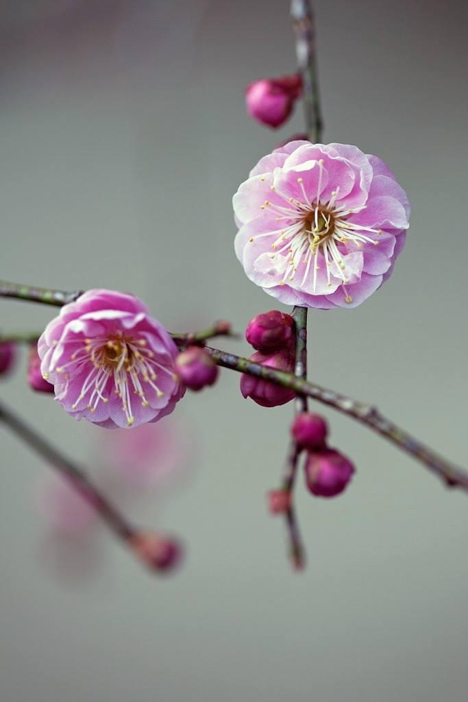 紅梅
